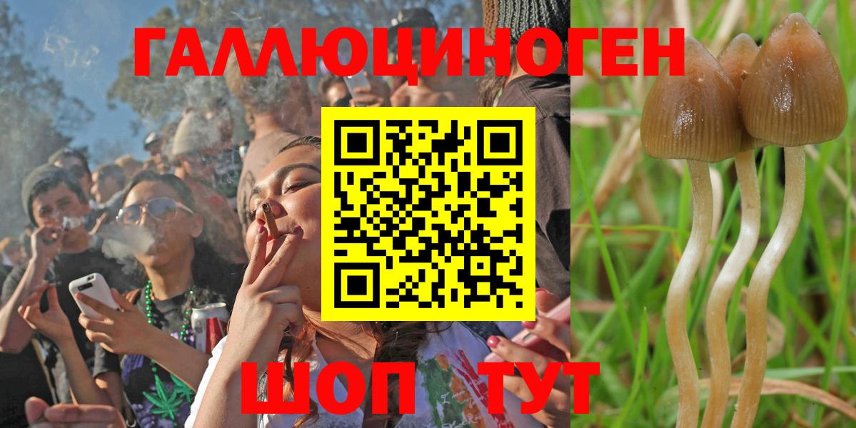 Псилоцибиновые грибы Psilocybine cubensis Горно-Алтайск